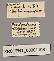 Hardyadrama excoecariae•All Rights ReservedMuseum Label