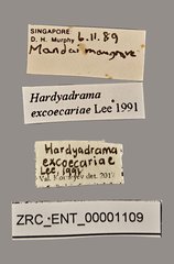 Hardyadrama excoecariae•All Rights ReservedMuseum Label