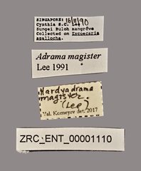 Hardyadrama magister•All Rights ReservedMuseum Label