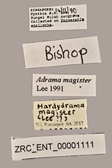 Hardyadrama magister•All Rights ReservedMuseum Label