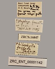 Philophylla fossata•All Rights ReservedMuseum Label