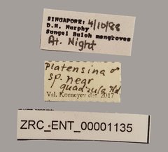 Platensina sp. "nr. quadricula"•All Rights ReservedMuseum Label
