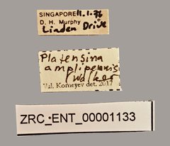 Platensina amplipennis•All Rights ReservedMuseum Label
