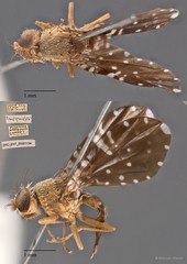 Platensina amplipennis•&copy; Maimon Hussin•All Rights Reserved