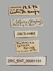 Platensina tetrica•All Rights ReservedMuseum Label