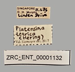 Platensina tetrica•All Rights ReservedMuseum Label
