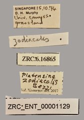Platensina zodiacalis•All Rights ReservedMuseum Label