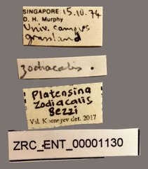 Platensina zodiacalis•All Rights ReservedMuseum Label