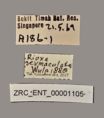 Rioxa sexmaculata•All Rights ReservedMuseum Label