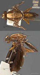 Rioxa sexmaculata•&copy; Maimon Hussin•All Rights Reserved