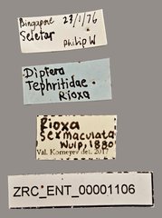 Rioxa sexmaculata•All Rights ReservedMuseum Label
