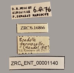 Scedella formosella•All Rights ReservedMuseum Label