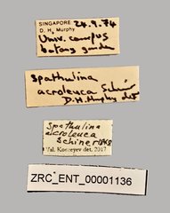 Spathulina acroleuca•All Rights ReservedMuseum Label