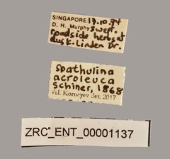 Spathulina acroleuca•All Rights ReservedMuseum Label