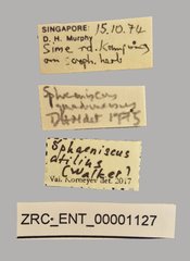 Sphaeniscus atilius•All Rights ReservedMuseum Label