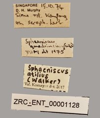 Sphaeniscus atilius•All Rights ReservedMuseum Label
