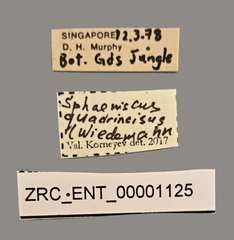 Sphaeniscus quadrincisus•All Rights ReservedMuseum Label
