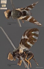Sphaeniscus quadrincisus•&copy; Maimon Hussin•All Rights Reserved
