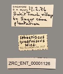 Sphaeniscus quadrincisus•All Rights ReservedMuseum Label