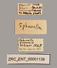 Sphenella sinensis•All Rights ReservedMuseum Label