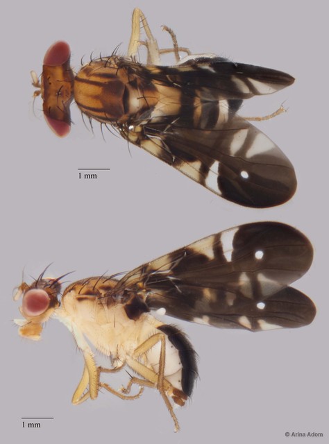 Themara hirtipes•&copy; Arina Adom•All Rights Reserved