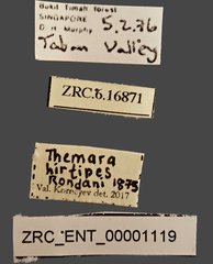 Themara hirtipes•All Rights ReservedMuseum Label