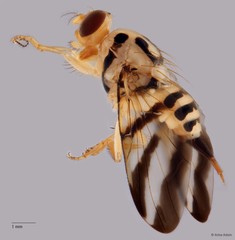 Tritaeniopteron tetraspilotum•&copy; Arina Adom•All Rights Reserved