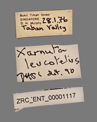 Xarnuta leucotela•All Rights ReservedMuseum Label