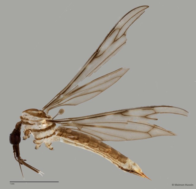 Tipulidae sp. "ZRCBDP0011321"•&copy; Maimon Hussin•All Rights Reserved