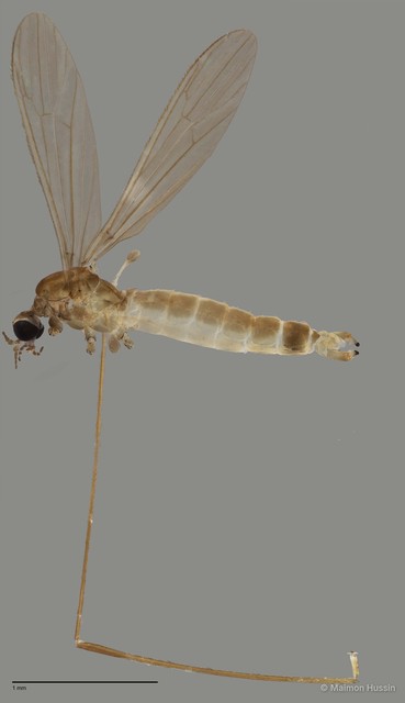 Tipulidae sp. "ZRCBDP0011380"•&copy; Maimon Hussin•All Rights Reserved