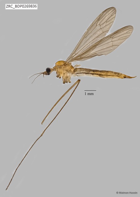 Tipulinae sp. "ZRCBDP0269836"•&copy; Maimon Hussin•All Rights Reserved