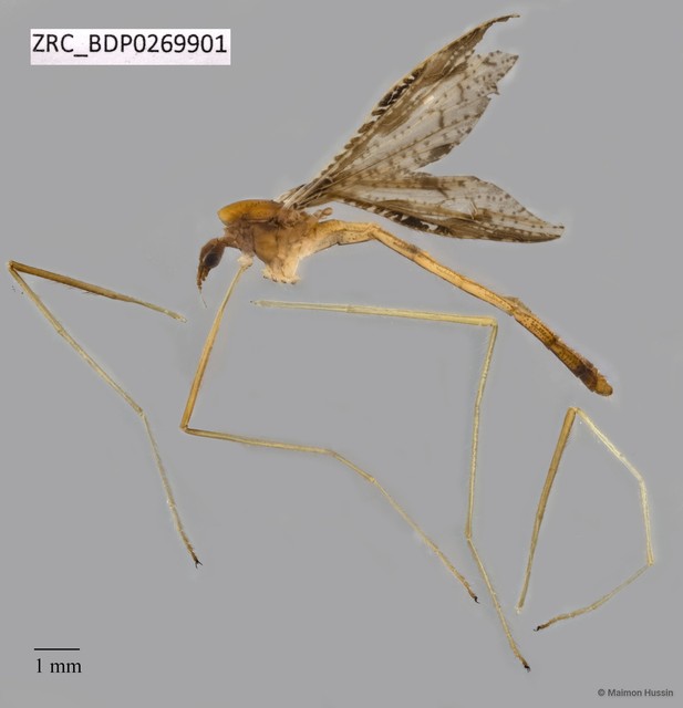 Tipulinae sp. "ZRCBDP0269901"•&copy; Maimon Hussin•All Rights Reserved