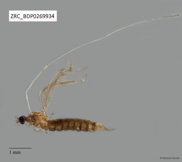 Tipulinae sp. "ZRCBDP0269934"•&copy; Maimon Hussin•All Rights Reserved