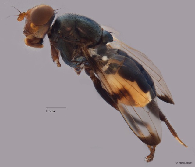 Ulidiidae sp. "ZRCBDP0052378"•&copy; Arina Adom•All Rights Reserved