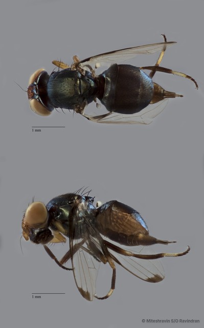 Ulidiidae sp. "ZRCBDP0100712"•&copy; Miteshravin S/O Ravindran•All Rights Reserved