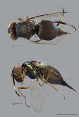Physiphora clausa•&copy; Miteshravin S/O Ravindran•All Rights Reserved