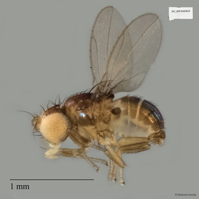 Xenasteiidae sp. "ZRCBDP0017823"•&copy; Maimon Hussin•All Rights Reserved