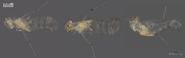 Ephemeroptera sp. "ZRCBDP164642"•&copy; Rene Ong•All Rights Reserved