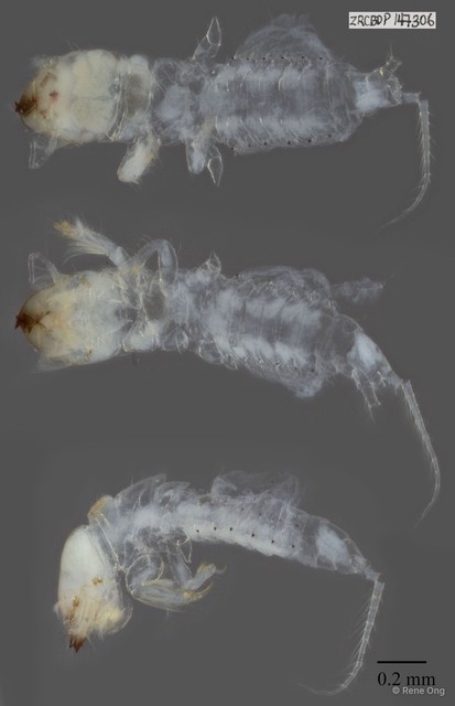 Polymitarcyidae sp. "ZRCBDP147306"•&copy; Rene Ong•All Rights Reserved
