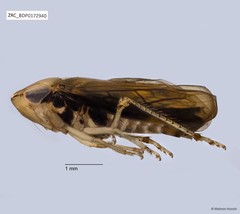 Hemiptera sp. "ZRCBDP0076225"