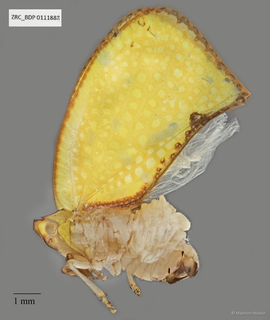Hemiptera sp. "ZRCBDP0076304"•&copy; Maimon Hussin•All Rights Reserved
