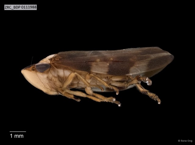 Hemiptera sp. "ZRCBDP0078290"•&copy; Rene Ong•All Rights Reserved