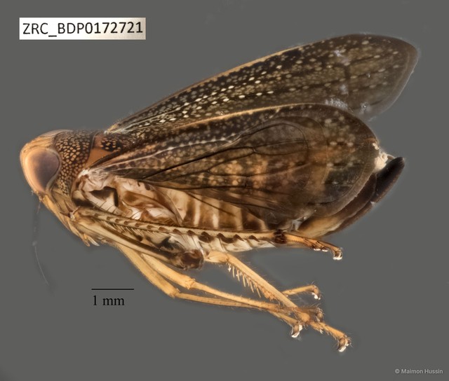 Hemiptera sp. "ZRCBDP0078343"•&copy; Maimon Hussin•All Rights Reserved