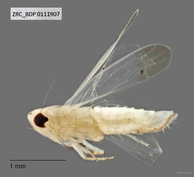 Hemiptera sp. "ZRCBDP0078348"•&copy; Rene Ong•All Rights Reserved