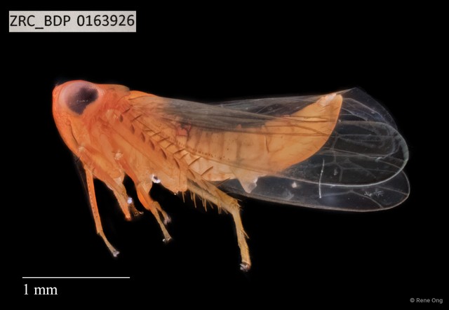 Hemiptera sp. "ZRCBDP0109796"•&copy; Rene Ong•All Rights Reserved