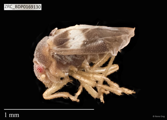 Hemiptera sp. "ZRCBDP0109845"•&copy; Rene Ong•All Rights Reserved