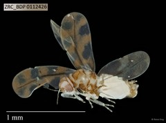 Hemiptera sp. "ZRCBDP0109990"