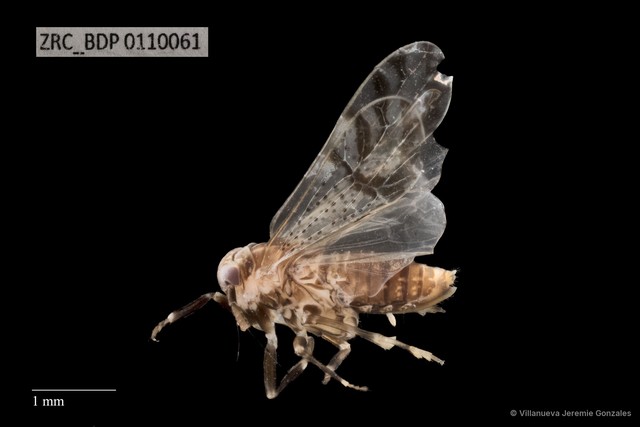 Hemiptera sp. "ZRCBDP0110061"•&copy; Villanueva Jeremie Gonzales•All Rights Reserved
