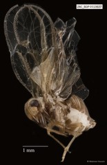 Hemiptera sp. "ZRCBDP0110115"