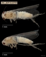Hemiptera sp. "ZRCBDP0110700"
